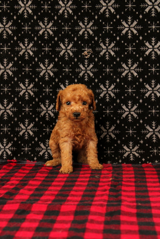 puppy, for, sale, Mini Poodle, Matthew B. Stoltzfus, dog, breeder, Gap, PA, dog-breeder, puppy-for-sale, forsale, nearby, find, puppyfind, locator, puppylocator, aca